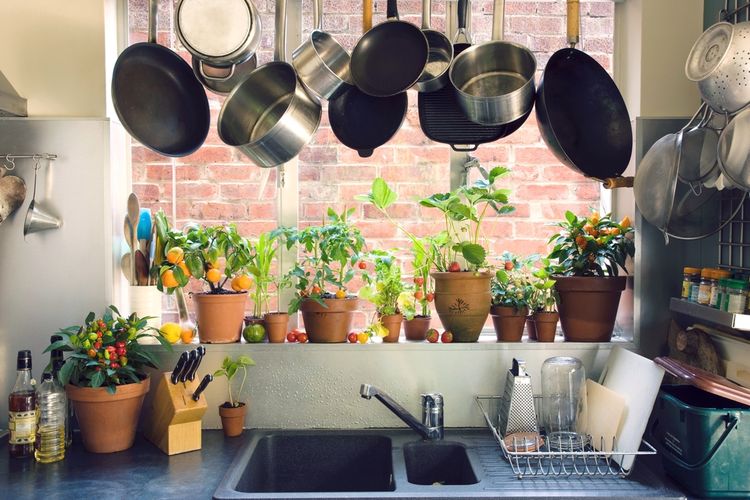 tanaman-indoor-mini-untuk-ruang-dapur