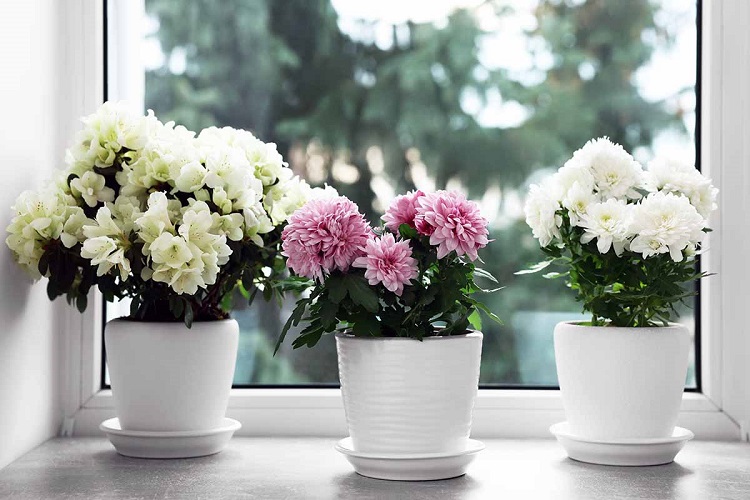 Tanaman bunga krisan, Sumber: gardenerspath.com