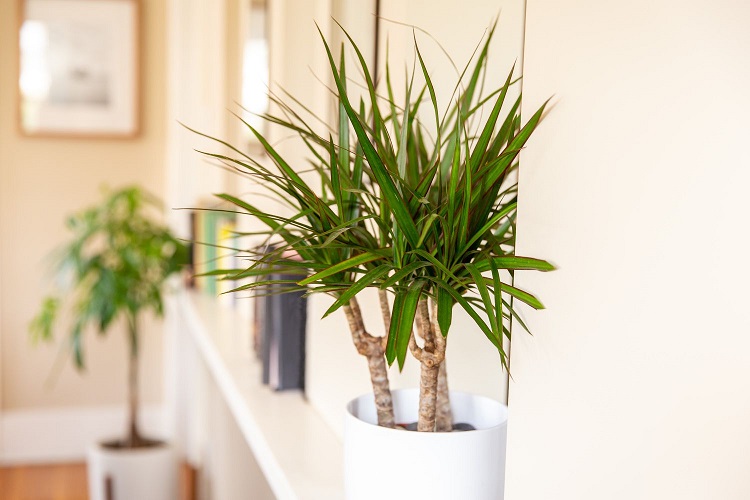 Tanaman dracaena, Sumber: thespruce.com